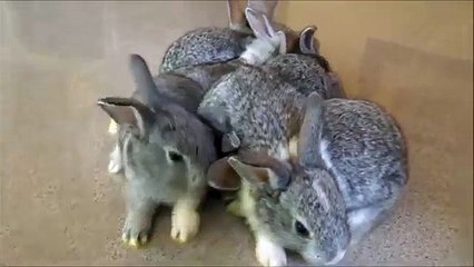 Albino mamá. Conejo divertido y 6 conejos