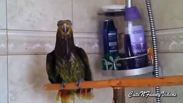Diversión mojado. Loros mascotas bañan videos divertidos