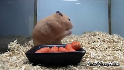 Almacén de zanahoria. Hámster divertido almacena la zanahoria