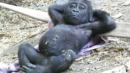 Funny Monkeys, Compilation of naughty monkeys 2015