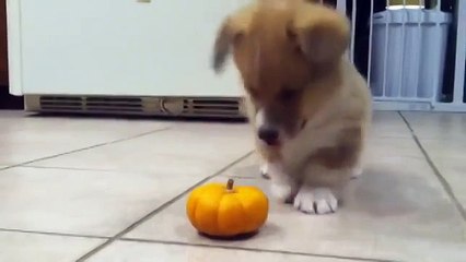 Наглая тыква