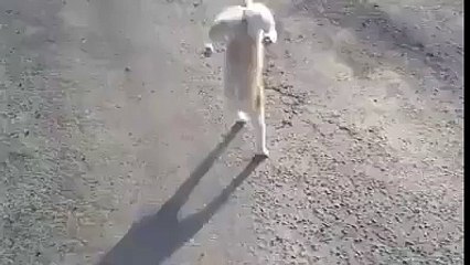 Une nouvelle façon de marcher