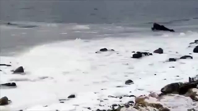 Даже прослезился, мужик спасает собаку