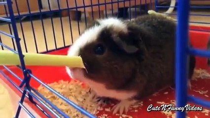 Nette Meerschweinchen. Lustige Inlands Meerschweinchen