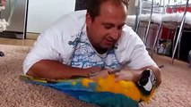 Ein Mann mit einem Papagei. Freundschaft Mann und Papagei