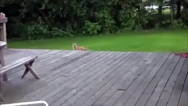 Auf der einen schreiende Fuchs. Lustiger Fuchs schreit