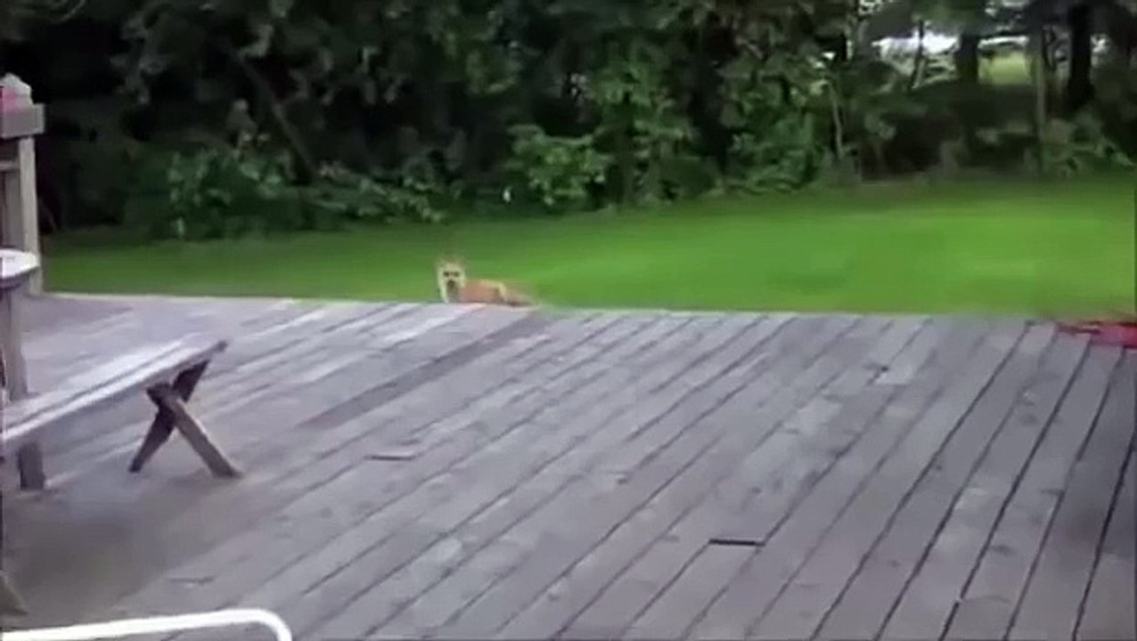 Auf der einen schreiende Fuchs. Lustiger Fuchs schreit