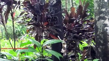 Nicht gefangen werden. Lustig chipmunk necken die Katze