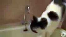 Ungewöhnliche Durstlöscher. Lustige Katze trinkt Wasser aus dem Wasserhahn