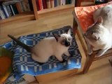 Massage für Katzen. Lustige Katzen lieben Massagebürste