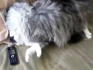 Maine Coon Katze und normal. Kampf mit dem Maine Coon Katzen