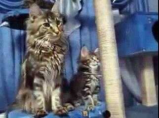 Maine Coon synchron. funny cat