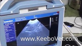 Constipation in dog diagnosed with veterinary ultrasound vet surgery