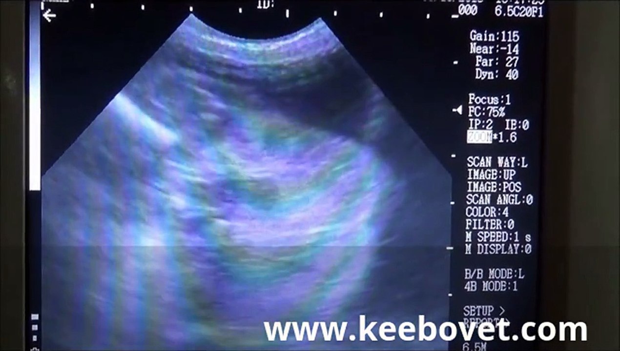 Ultrasound examination in cow after calving checking uterus with hand held ultrasound