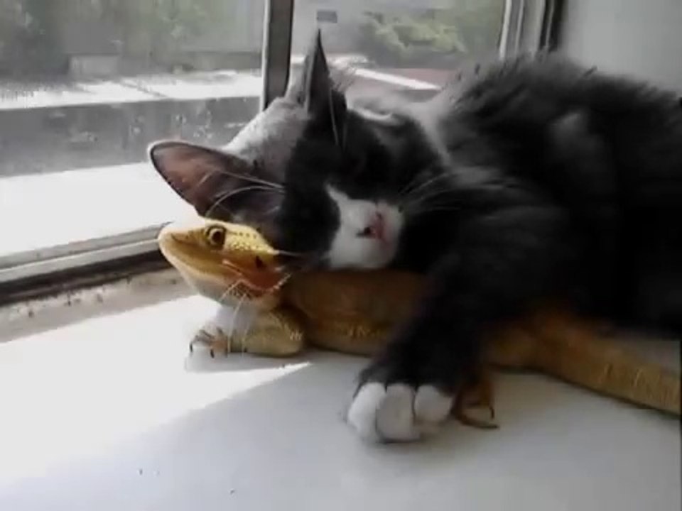 Maître chat, sur son promontoire perché, tenait en ses griffes un  lézard...