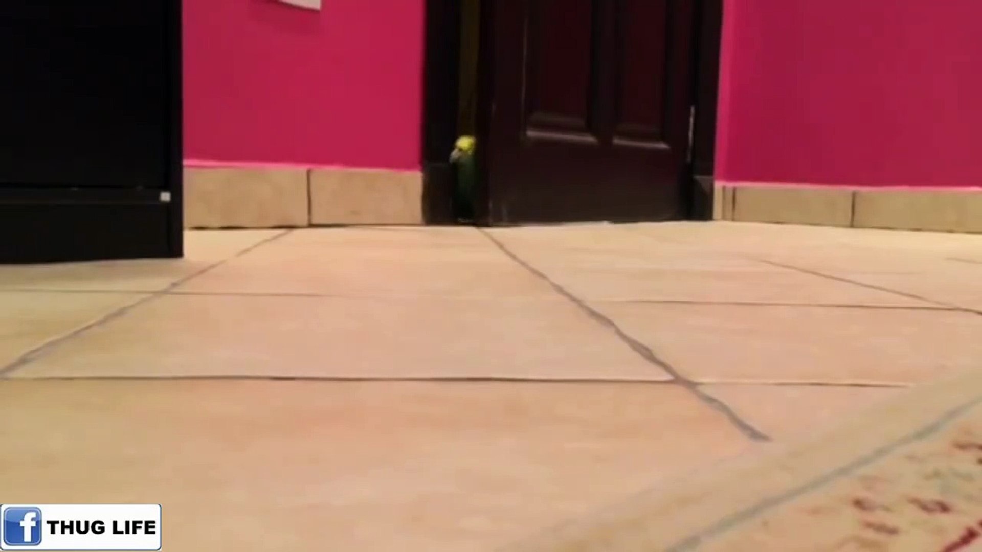 ⁣To have this parrot as a pet will be so much fun