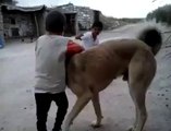 Çocukla Dev Kangal köpeğinin kavgası- çocuk çok cesaretli