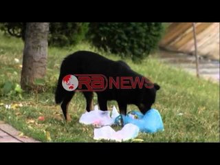 Bashkia do të nisë vaksinimin dhe sterilizimin e 10.000 qenve të rrugës - Ora News