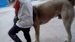 Giant dog fight of a child - very courageous child  -Çocukla Kangal köpeğinin kavgası