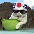 Shiro cat