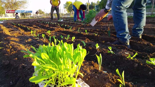 Orto sociale ad Andria nel quartiere San Valentino (Stagione Invernale 2015)