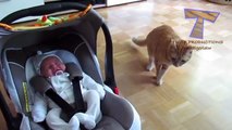 Cats and dogs meeting babies for the first time Cute animal compilation - Sweet Babies