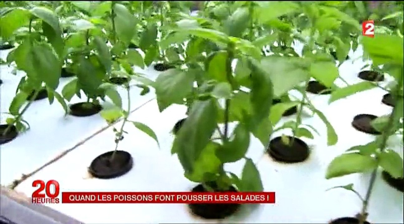 Aquaponie -Quand les poissons font pousser les salades 2015_02_02