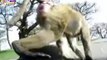 Hot Monkey SEX WEIRD! Monkey Mating (Intercourse) Better Than Humans HD Must Se