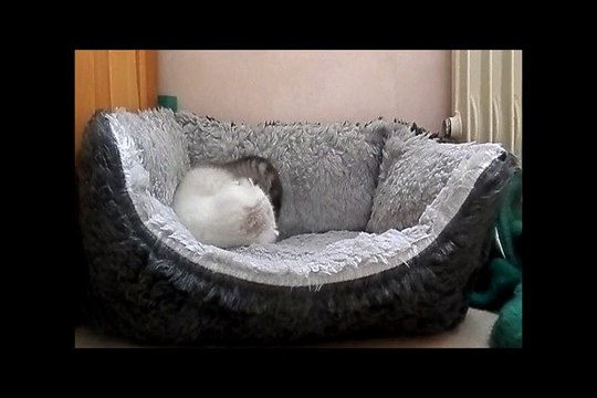 Les chatons ont six semaines