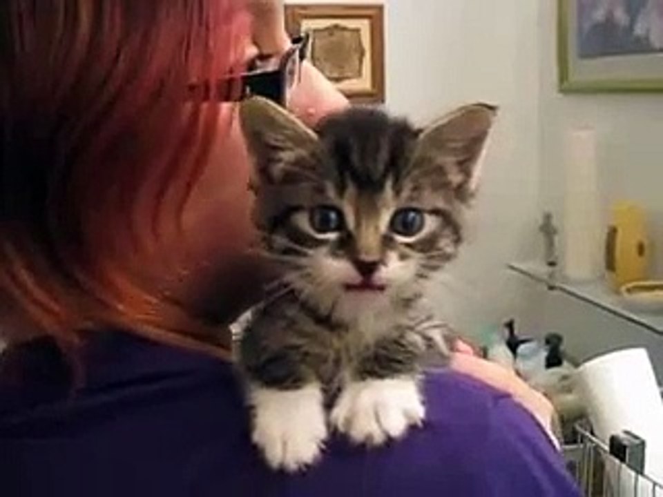 Talking Kitten video Dailymotion