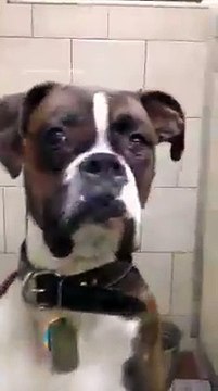 Le propriétaire de ce chien est de gros ennuis