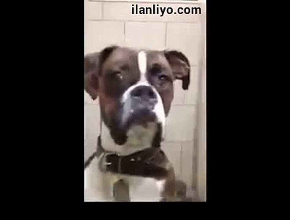 Köpek Pansiyonuna Bırakılan Köpeğin Tribi