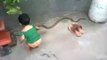 چھوٹی سی بچی بہت ہی لمبے اور خطرناک سانپ سے کھیلتے ہوئے ۔ اور جو ماں باپ میں سے ویڈیو بنا رہا ہے اس کی عقل پر ماتم ہی کیا جاسکتا ہے ۔