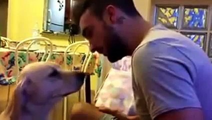 Dog begging for forgiveness