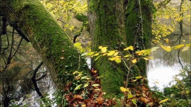 L'Île aux III Colonnes (Domaine des III Colonnes)