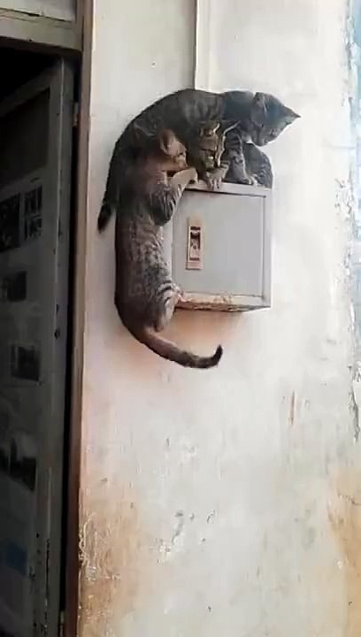 Action Taker Always Wins
