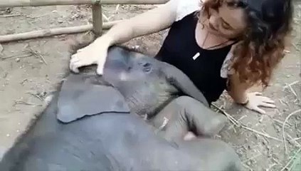 Viral Video Elephant Fall in Love with Girl