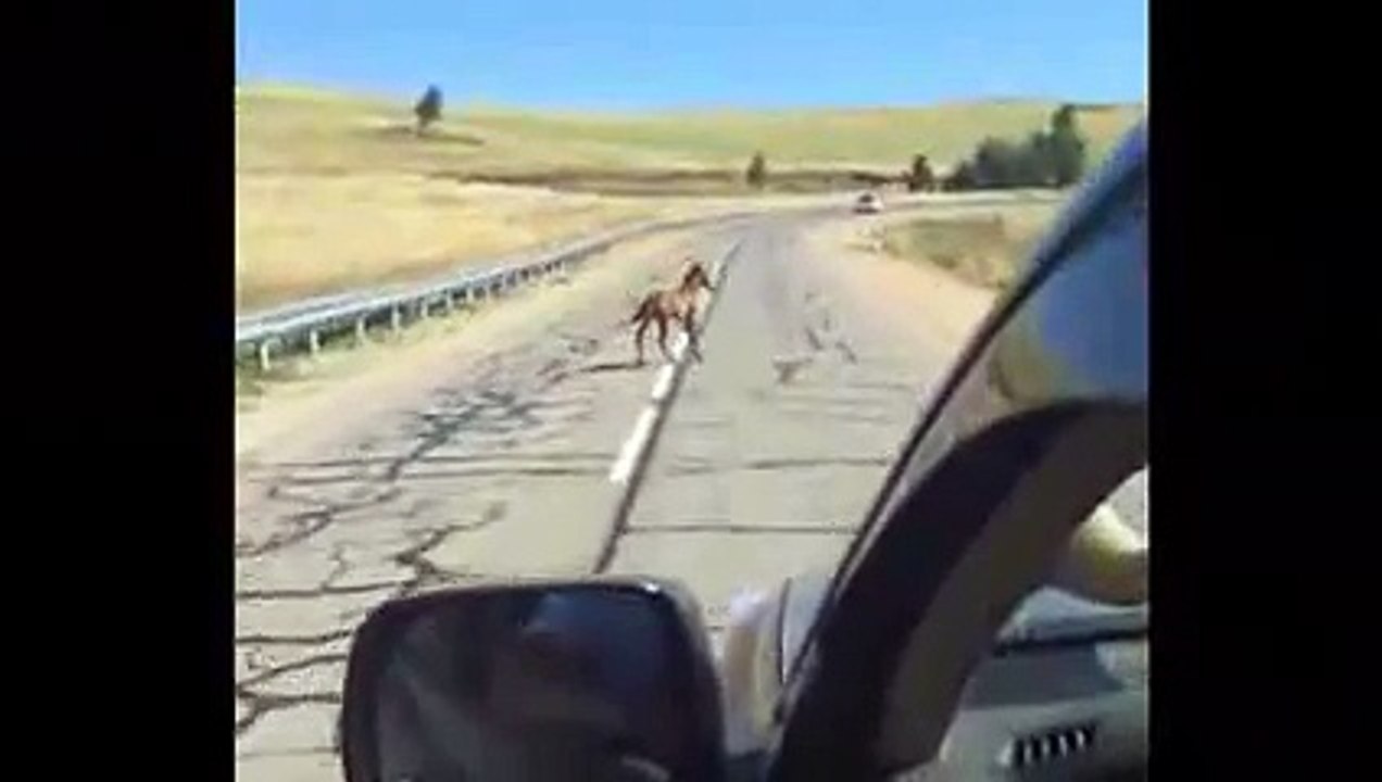 Baby horse saved by stranger on the road