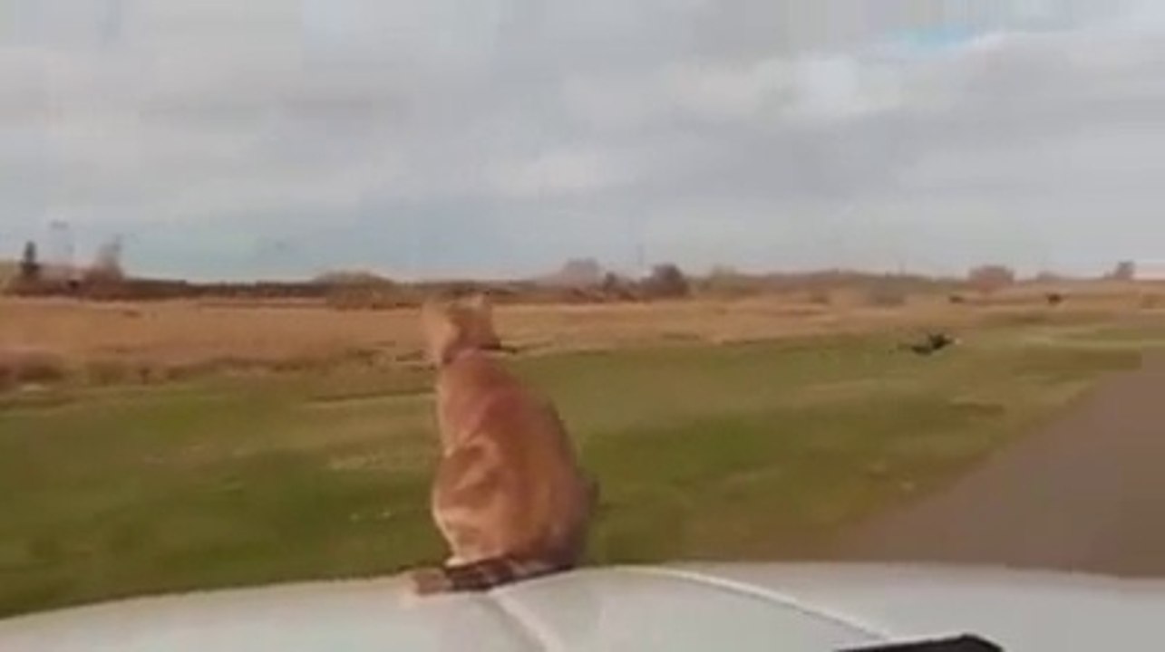 CAT ENJOYING RIDE