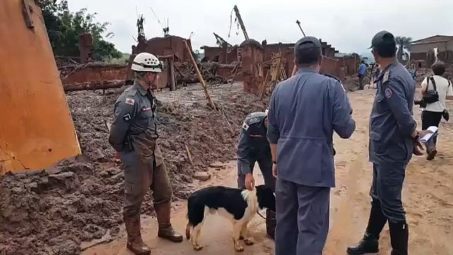 Bombeiros utilizam cães farejadores em buscas em Bento Rodrigues