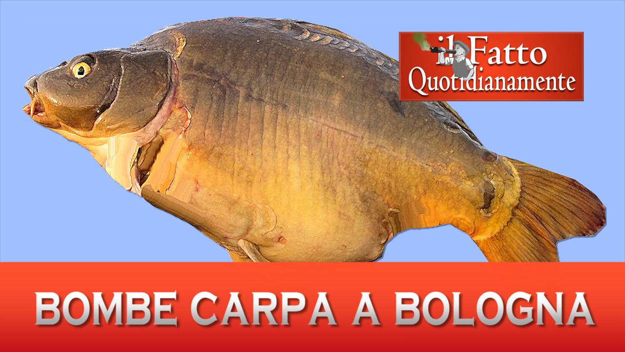 Bombe carpa a Bologna | parodia