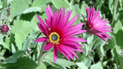 GH1 with macro lens -- bees and other garden sights