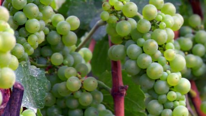 Top Scenery in California Wine Country