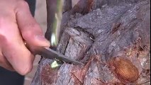 Watch This Amazing Video How to Plants Grafting
