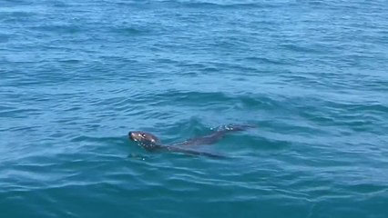 Seal catches a ride on the back of a whale!