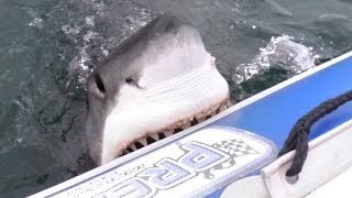 Great White Shark Attacks Inflatable Boat! (Exclusive Video)