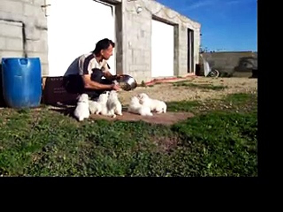 Apprentissage des bruits par les chiots