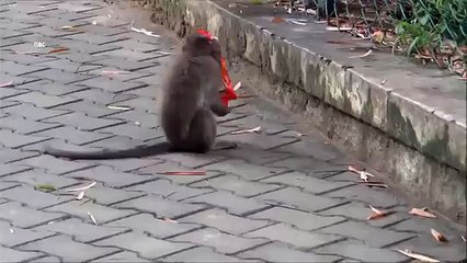 Monkey fun. Funny monkey amuse