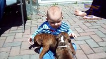 Funny babies annoying dogs Cute dog & baby compilation