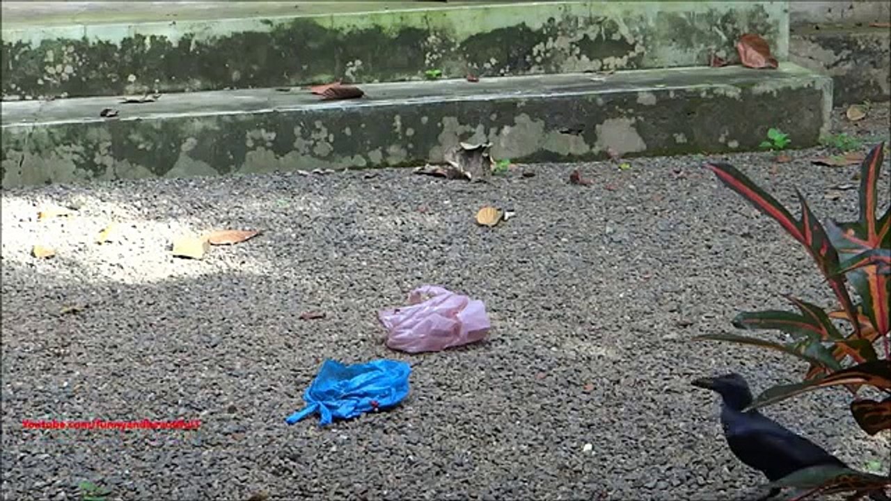 Corbeau prudent. Drôle corbeau qui est gardée dans le paquet